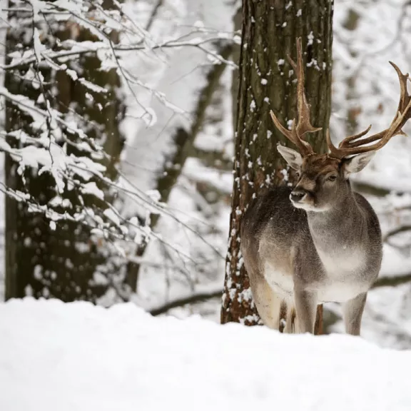 Фотография 2 - Поездка в поместье Деда Мороза